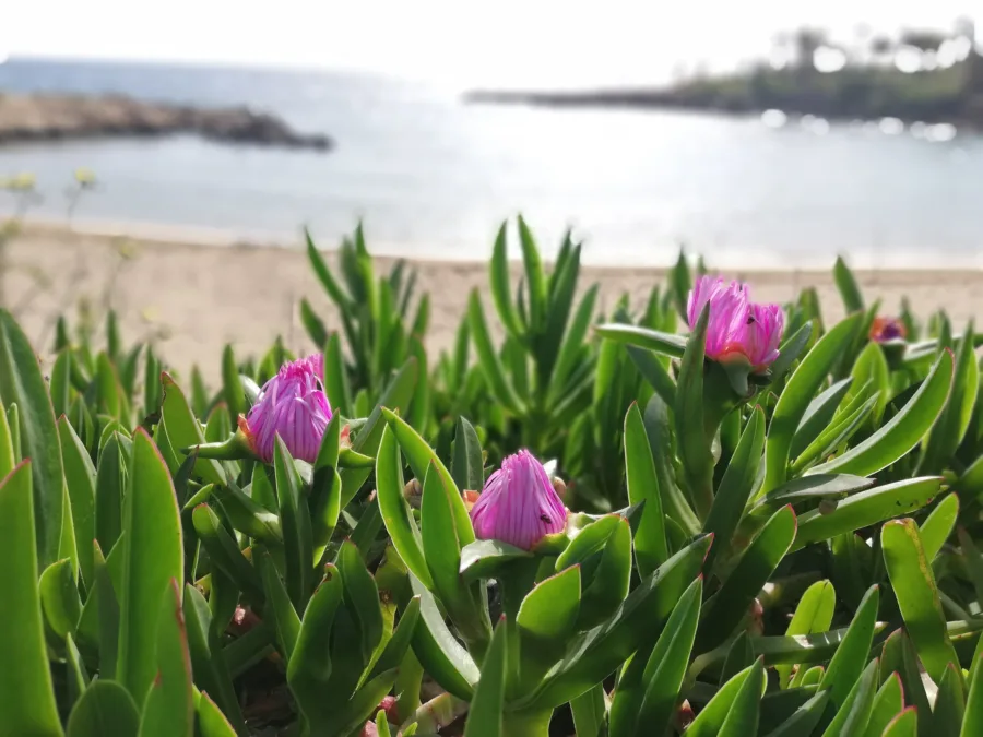 Pink hottentot-fig flowers in the foreground above a sandy bay and a rocky breakwater