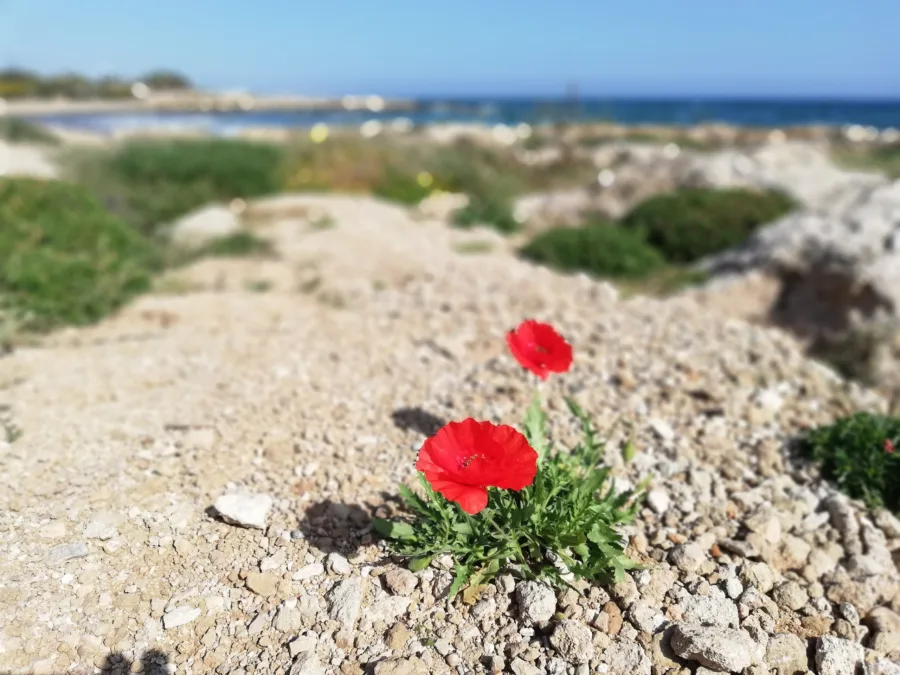Two red poppies growing out of a stony coastal path, the sea out of focus behind