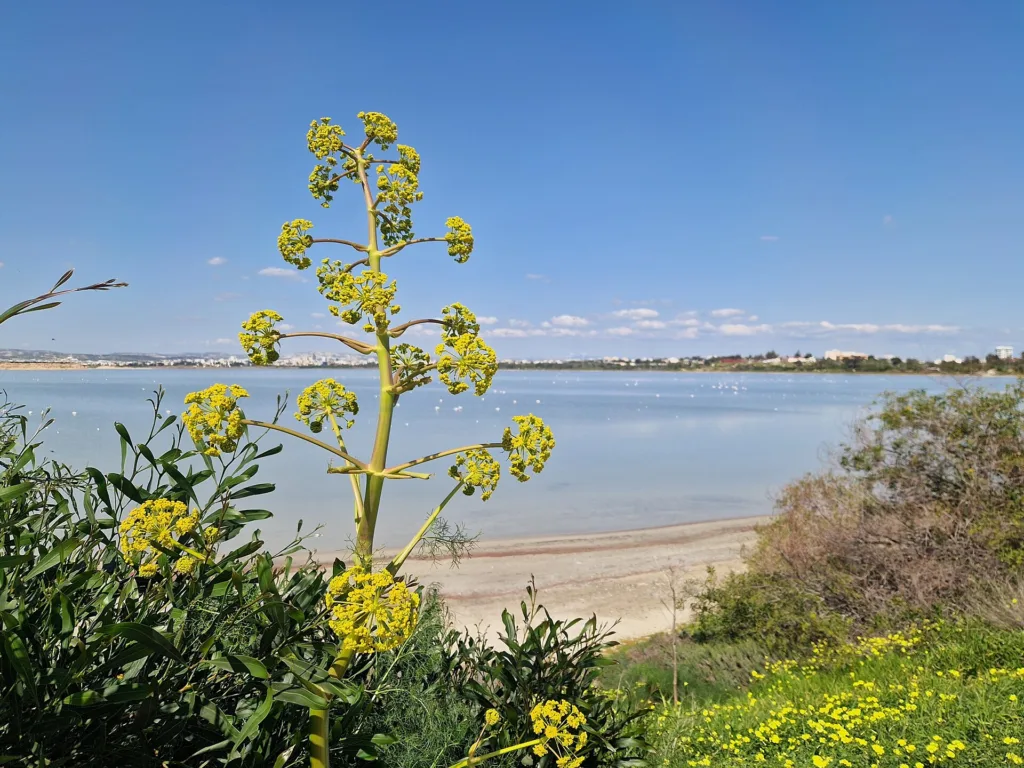Larnaca Salt lake