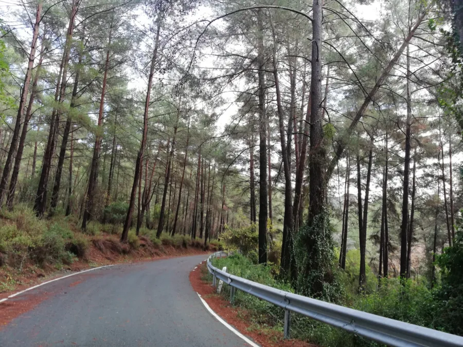 A wet mountain road curving away between tall pines behind a crash barrier
