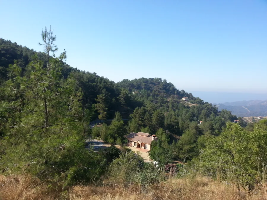 A pine hillside dropping away to a wide valley and the sea beyond