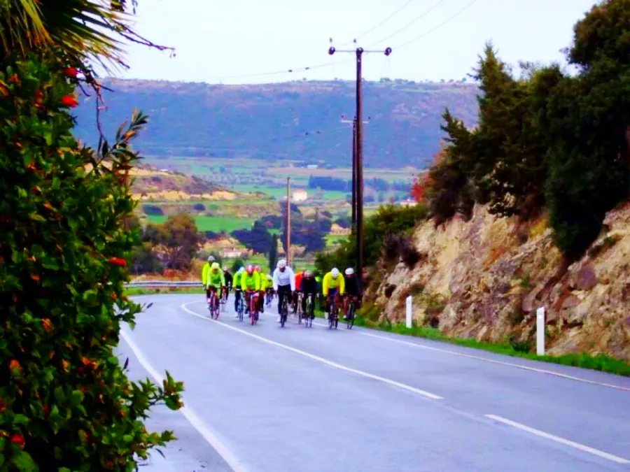 A line of riders on a road with an orange-tree hillside above them