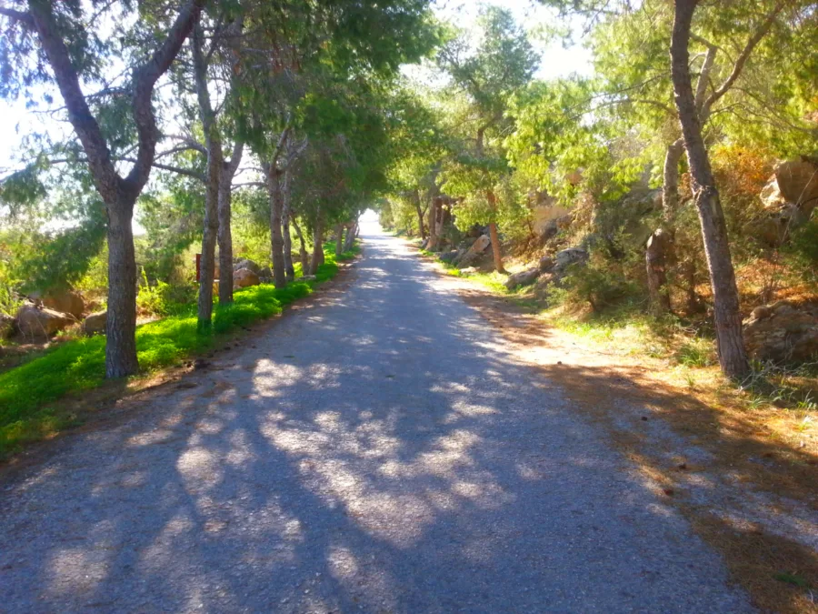 A narrow lane running between tall trees with sunlight across the tarmac