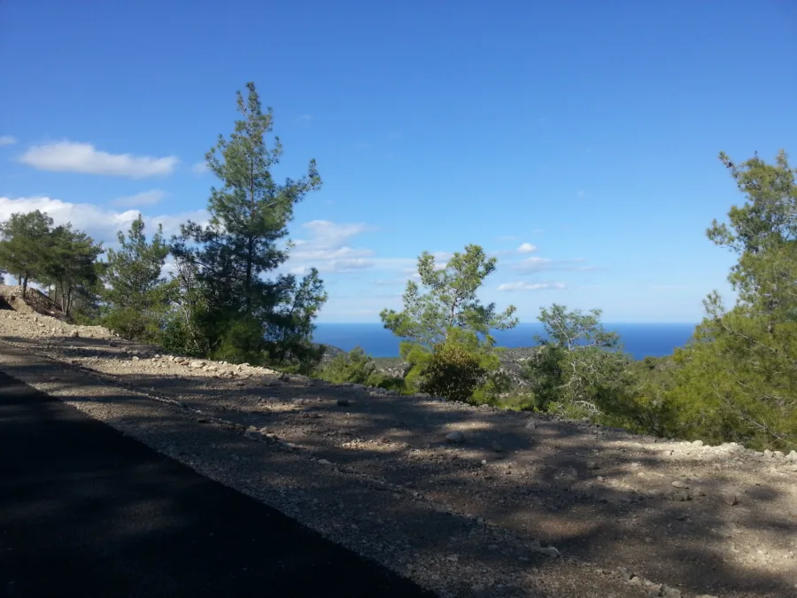 Pine trees on a hillside above a distant blue sea