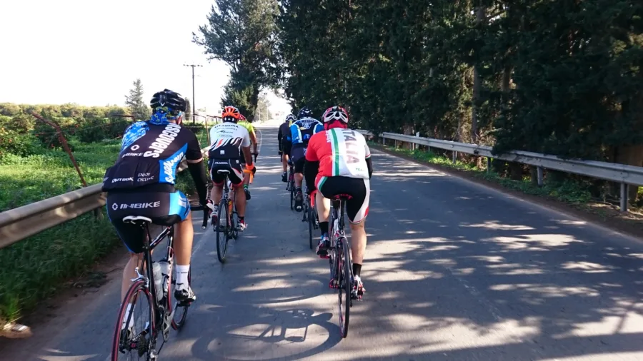 A group of riders climbing a tree-lined road together