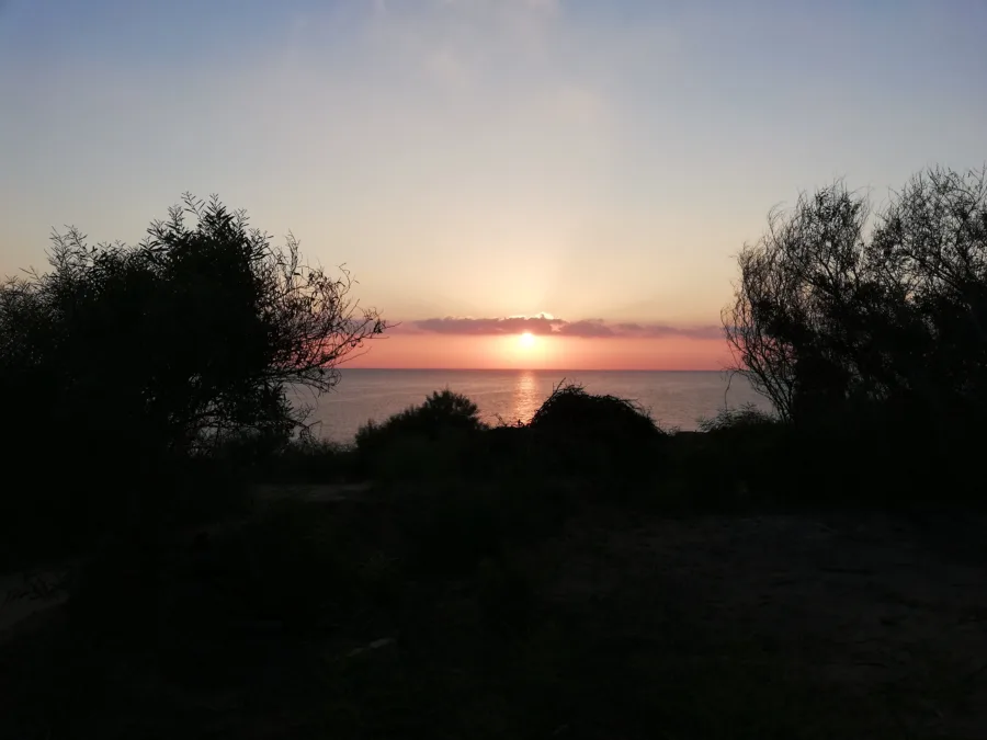 The sun rising over the sea through low scrub