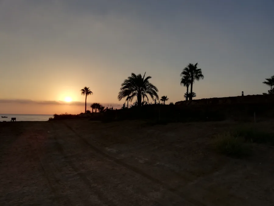 The sun low over the sea behind a row of palm trees