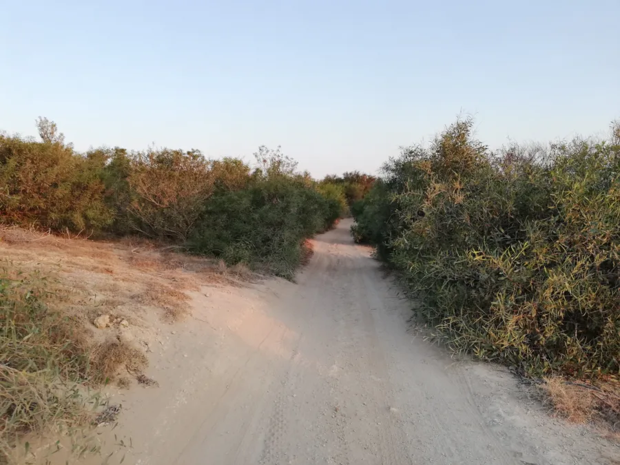 A sandy track running between scrub in early morning light