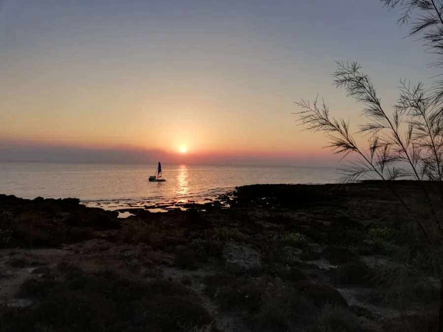 The sun rising over the sea behind tall reeds