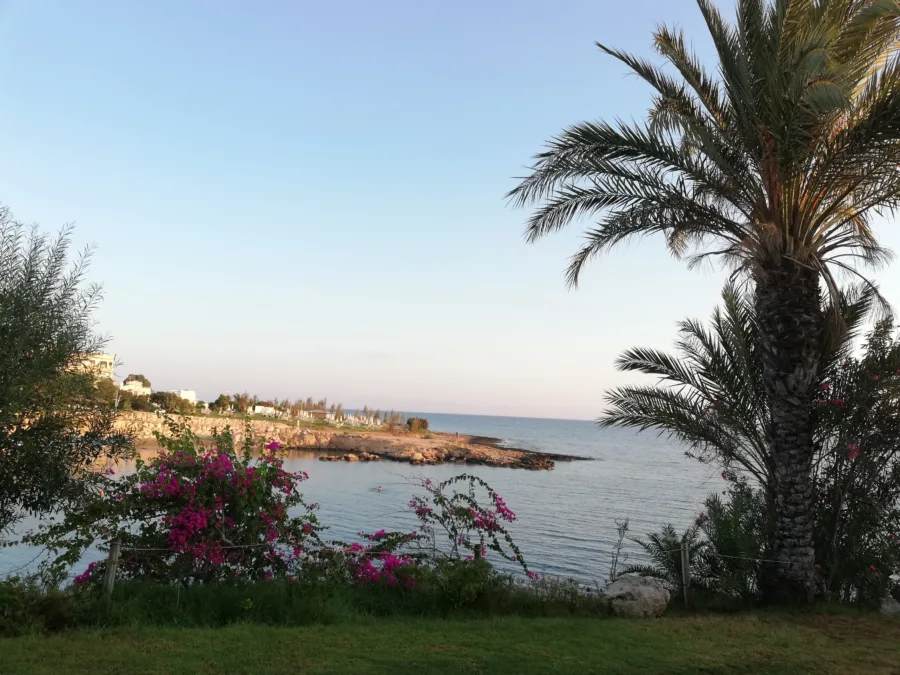 Bougainvillea and palms along a path above a rocky shore