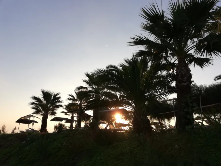 Palm trees silhouetted against a low sun