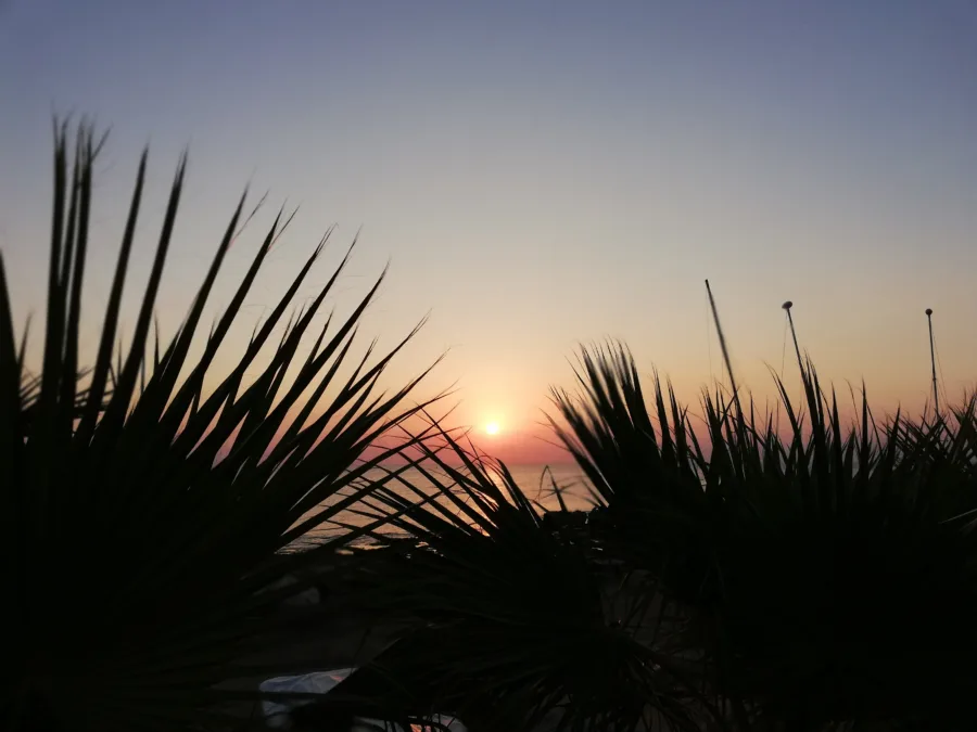 The sun rising through the fronds of a palm